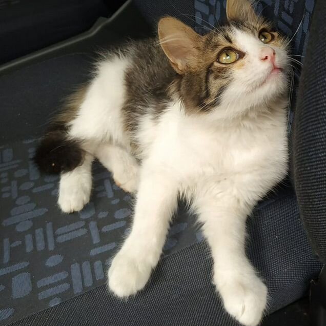 Котёнок в добрые руки