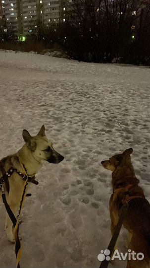 Выгул собак