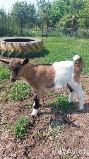 Продам козочек
