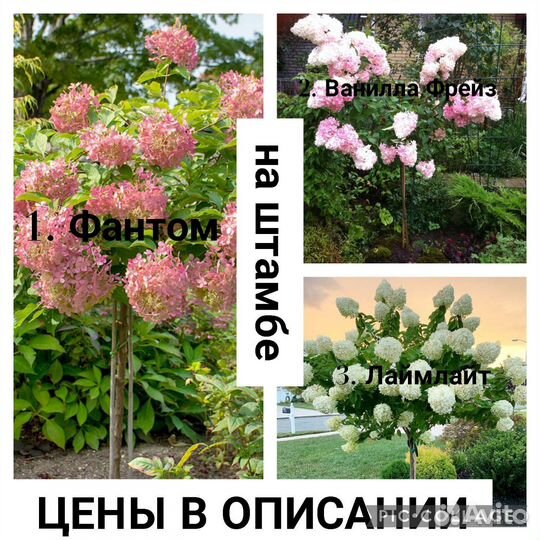 Гортензия садовая (саженцы, цены и сорта в опи