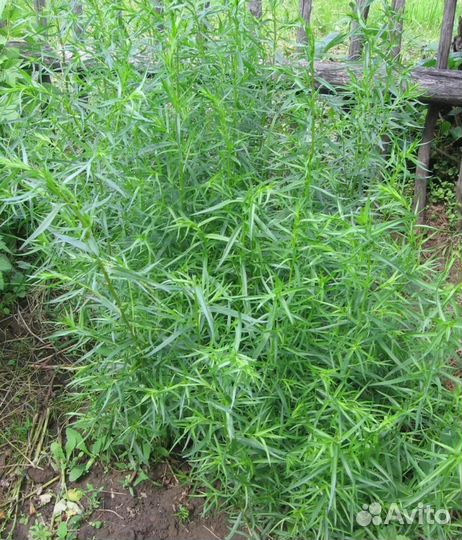 Эстрагон(тархун)