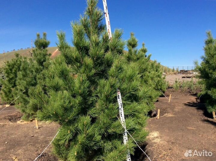 Саженцы сибирского кедра