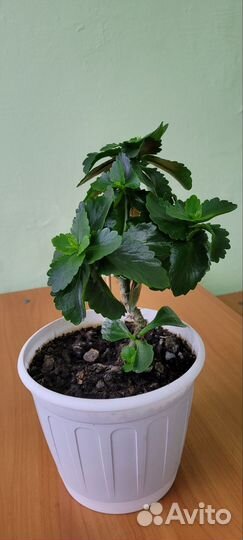 Комнатные растения