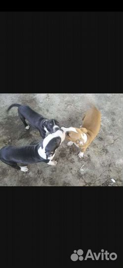 Щенки амстаффа