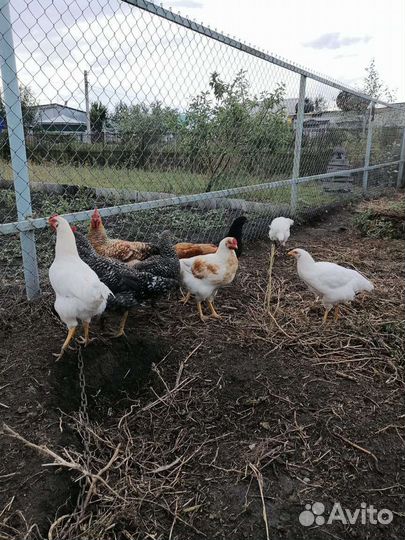 Молодые петушки