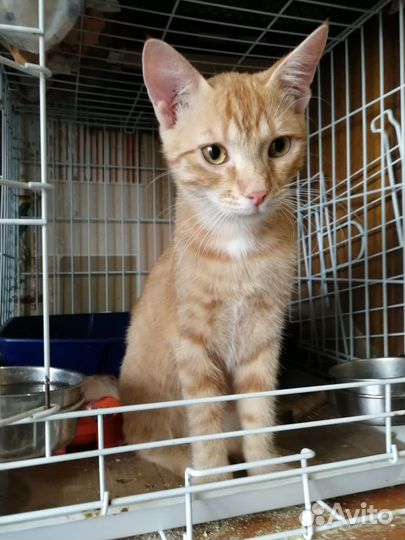 Котенок мальчик