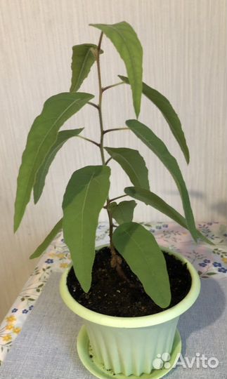 Эвкалипт лимонный Флагман, комнатное растение
