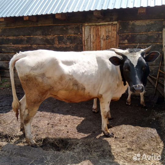 Телка 1,6 года стельная