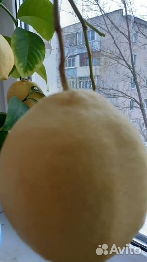 Лимонные деревца