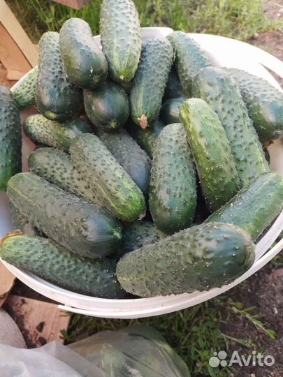 Рассада, огурцов, Герман, кураж, пасалимо, фирмен