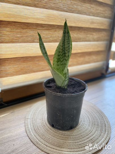 Сансевиерия