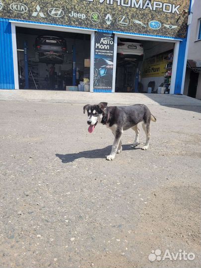 Собака хаски девочка щенок