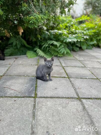 Серый красавчик в добрые руки