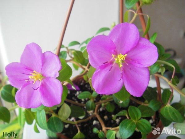 Диссотис, хойя лиза