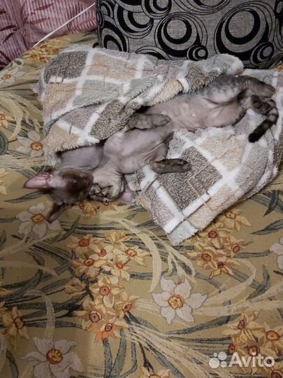 Кошки породистые