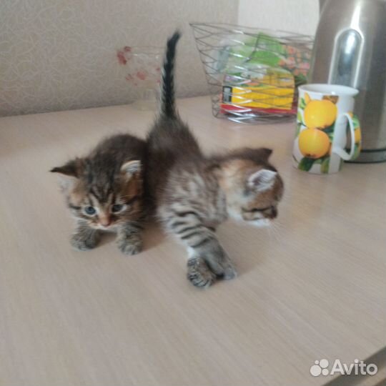 Продаю котенка