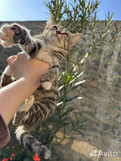 Бенгальская кошка