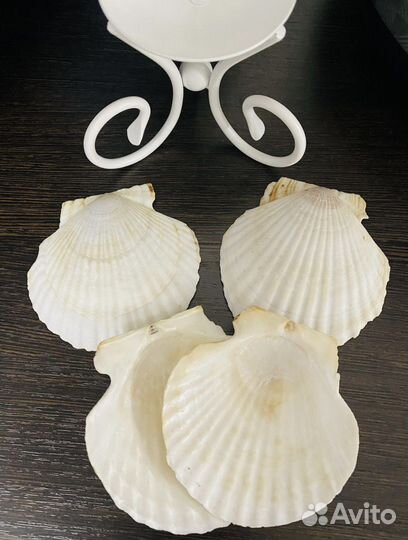 Морские раковины, ракушки