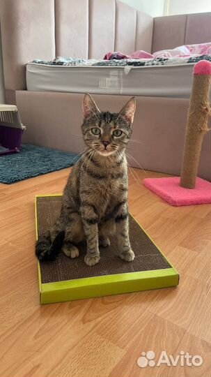 Кошка в дар привита стерилизована