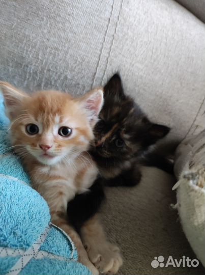 Отдадим котят в очень добрые руки