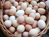 Яйца куриные, домашние