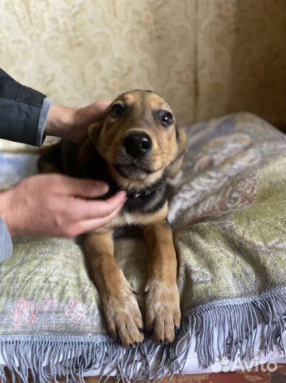 Щенок девочка в добрые руки