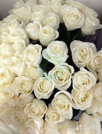 Высокие розы Гигантские розы 110