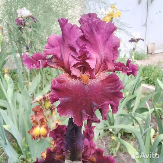 Многолетние цветы для дачи