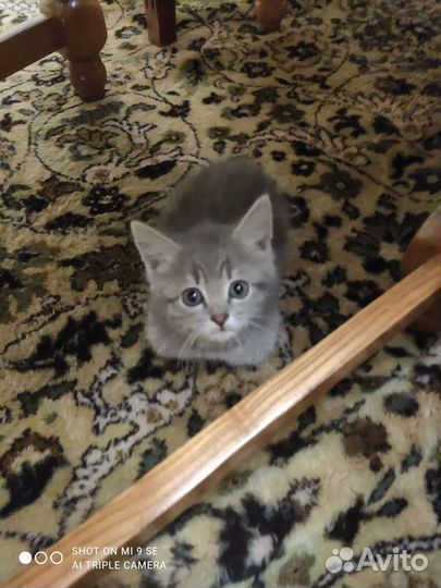 Кошки в добрые руки