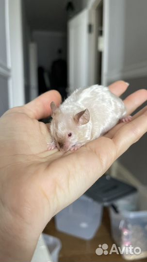 Декоративные мыши сиамские кудрявые тексель