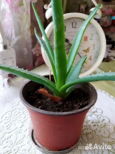 Комнатные растения