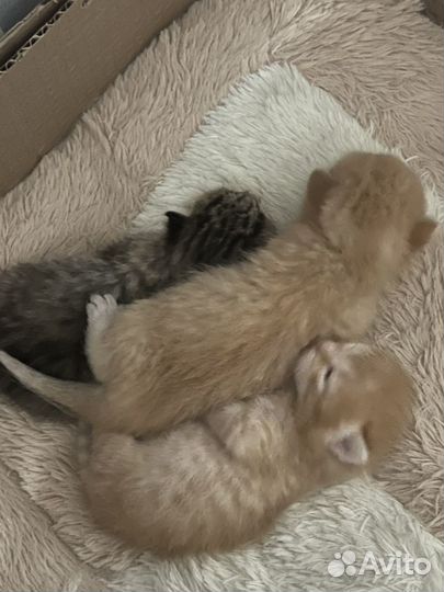 Котята в добрые руки