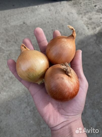 Лук на перо