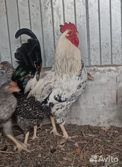 Петухи