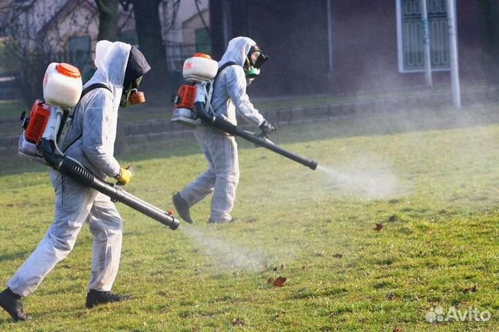 Уничтожение клопов тараканов грызунов плесени