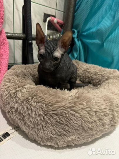 Донской сфинкс