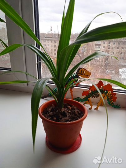 Пальма панданус