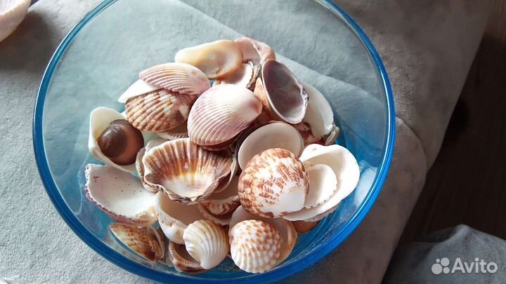 Морские ракушки и кораллы