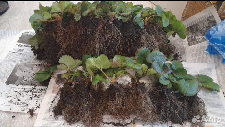 Сортовая рассада клубники, усы виктории. Азия