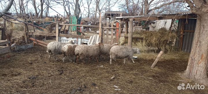 Овцы бараны