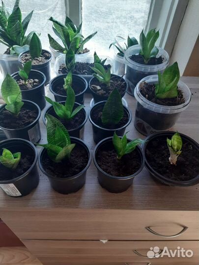 Сансевиерия