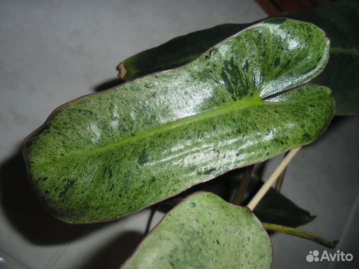 Филодендроны, Аглаонемы, и др. Ароидные