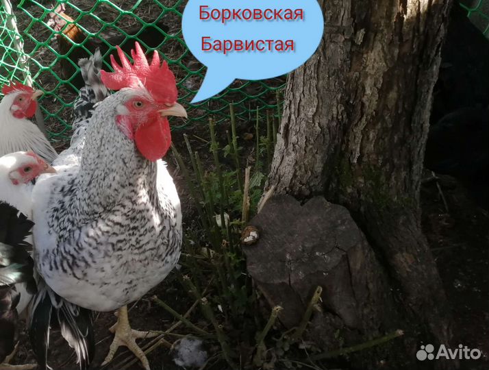 Индейка, петухи