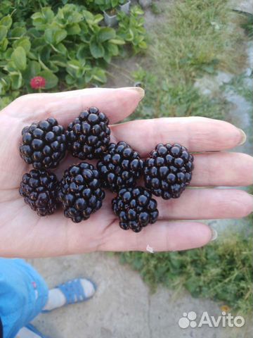 Саженцы малины ежевики клубники