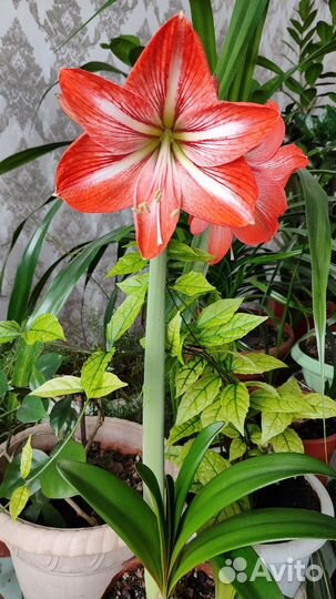 Гиппеаструм