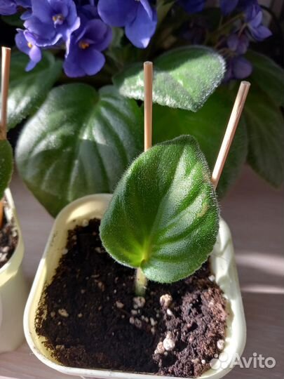 Фиалка листики с корнями