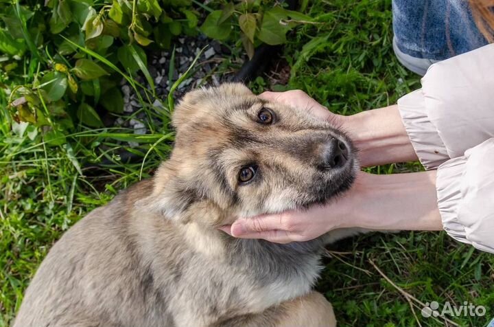 Щенок в добрые руки