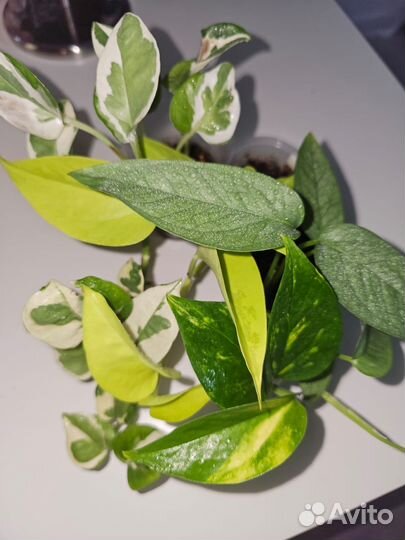 Сциндапсусы эпипремнумы набор номер 2