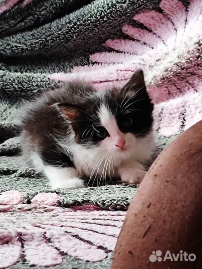 Котята пушистики