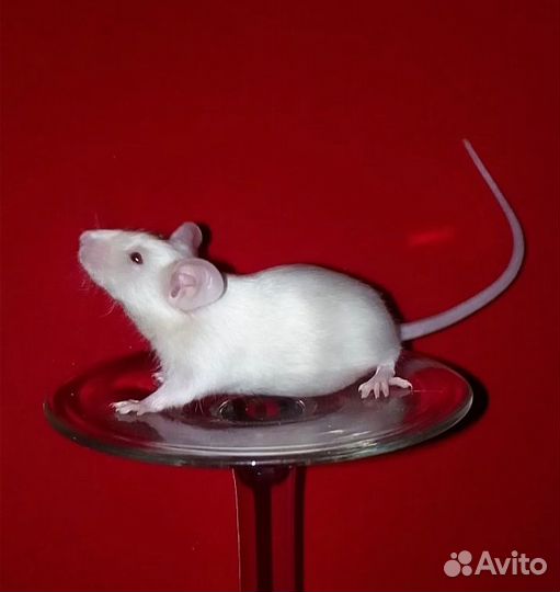 Милые мышки